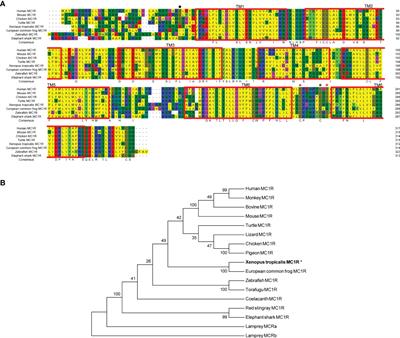 Pharmacological Modulation of Melanocortin 1 Receptor Signaling by Mrap Proteins in Xenopus tropicalis